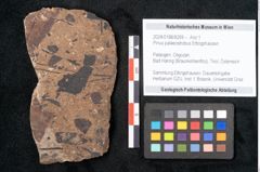 Foto (Objekt + Etikett) von Pinus palaeostrobus Ettingshausen (NHMW-GEO-2024-0188-8269)